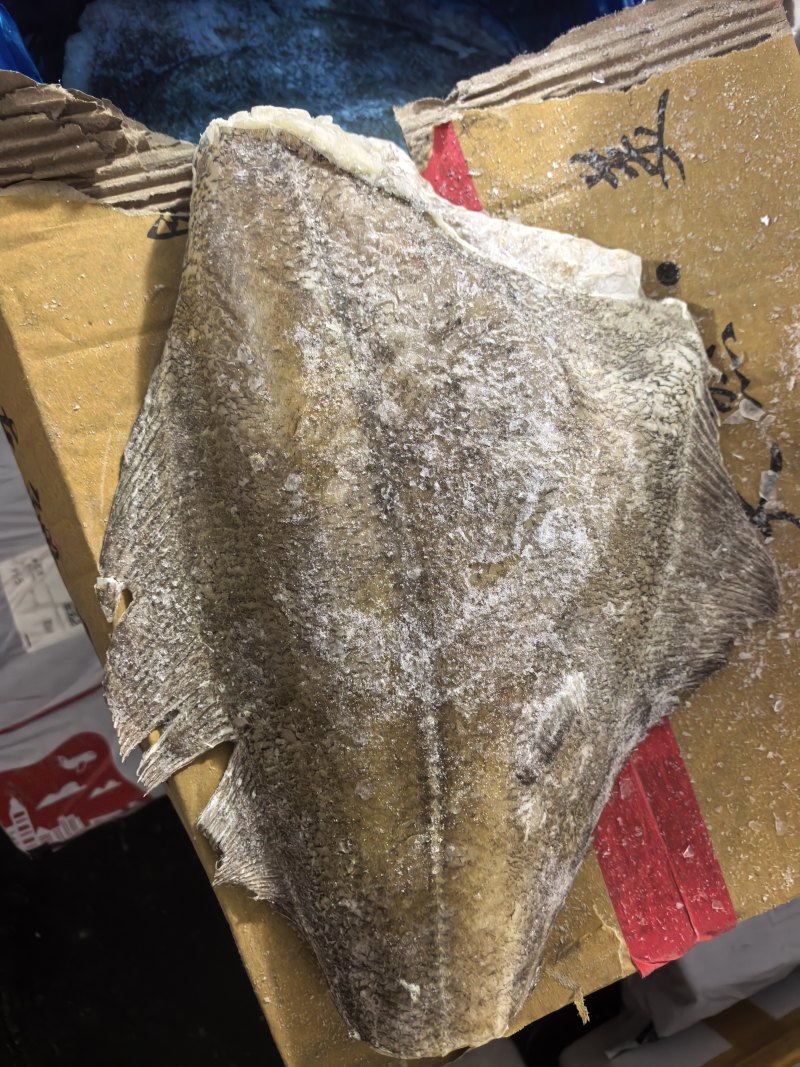 蝶鱼比目鱼