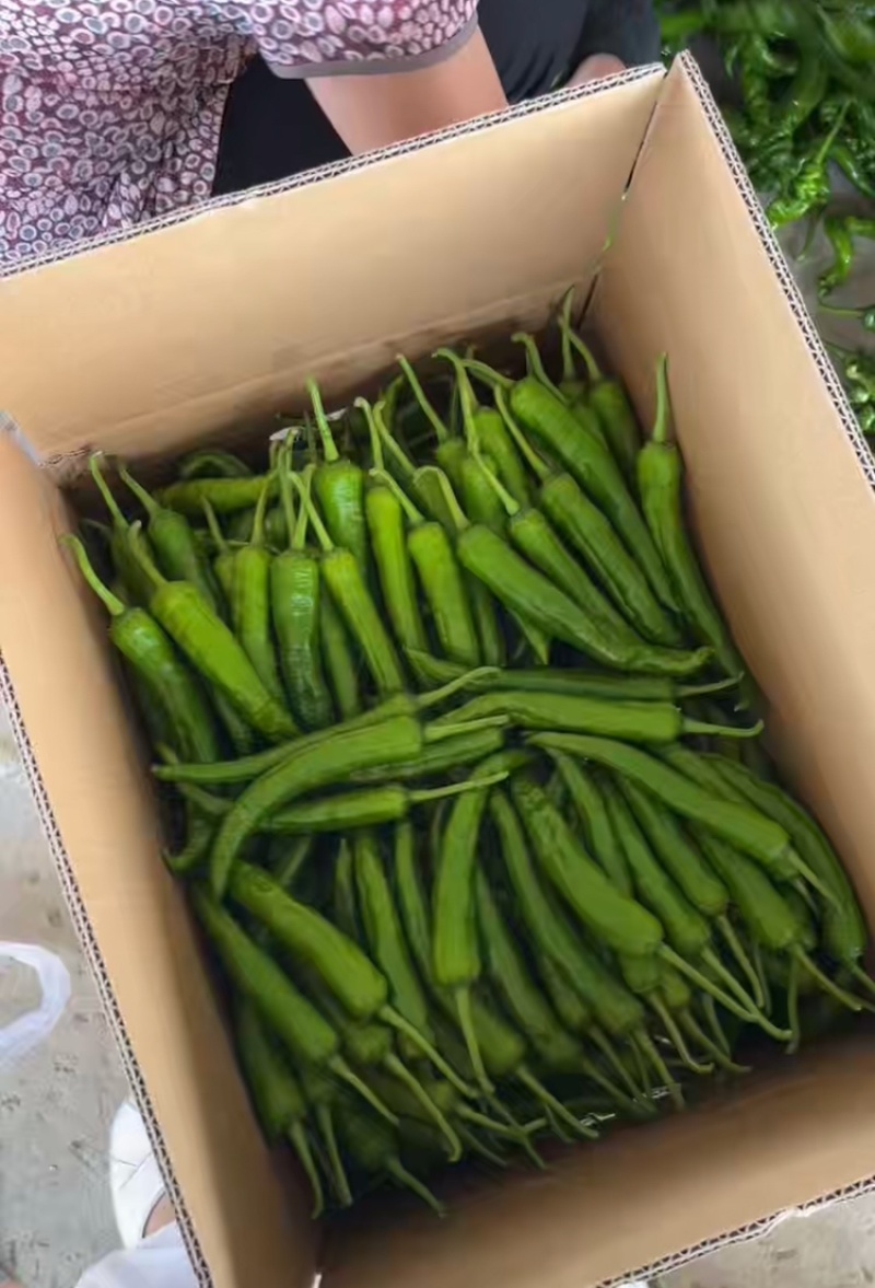 青线辣椒