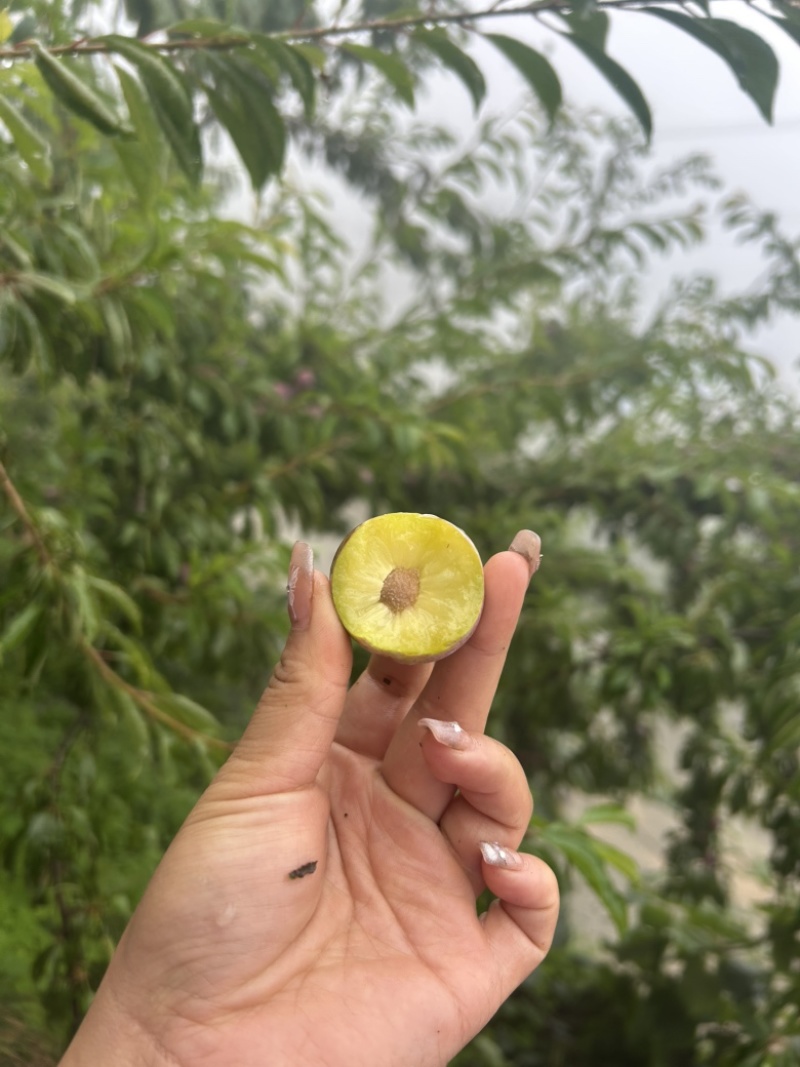 汉源脆红李