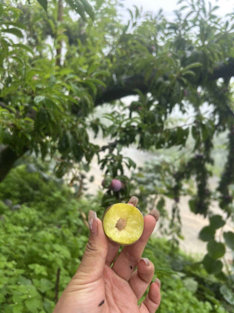 汉源脆红李