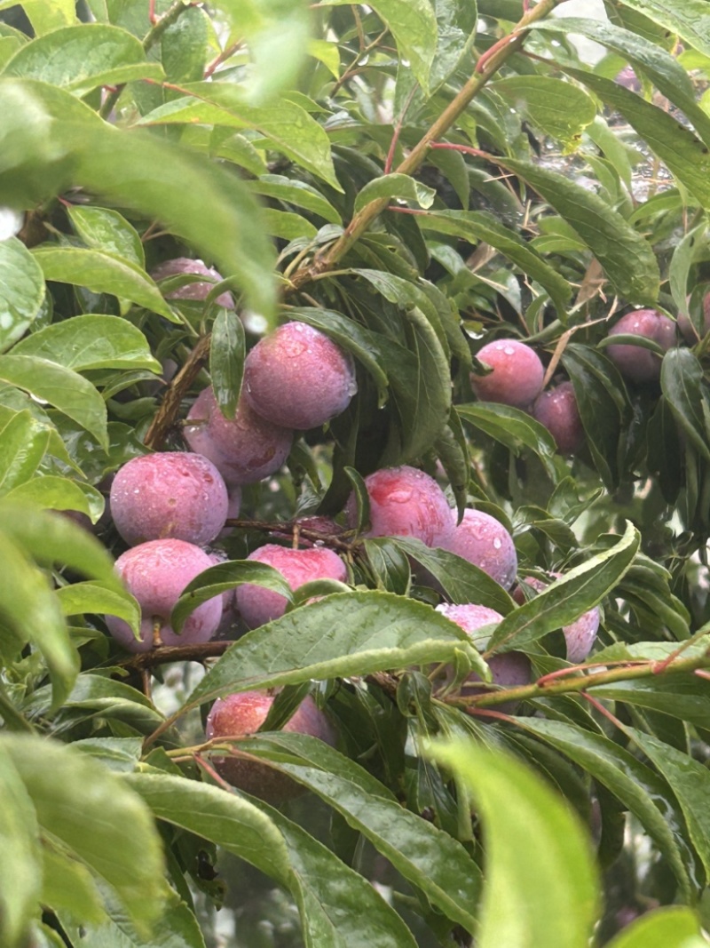 汉源脆红李