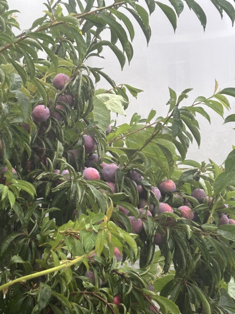 汉源脆红李