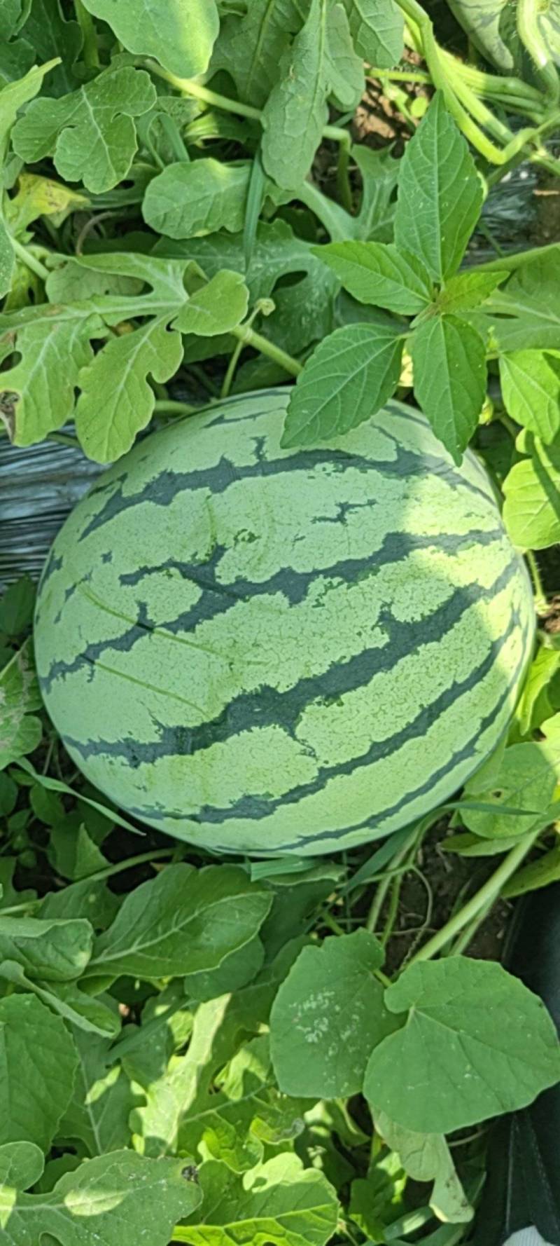 机电