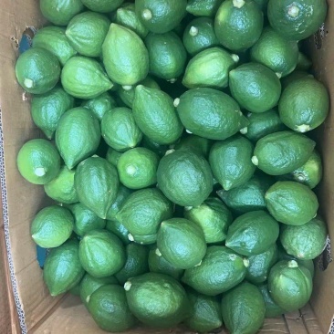 需要找我，广东香水柠檬一级