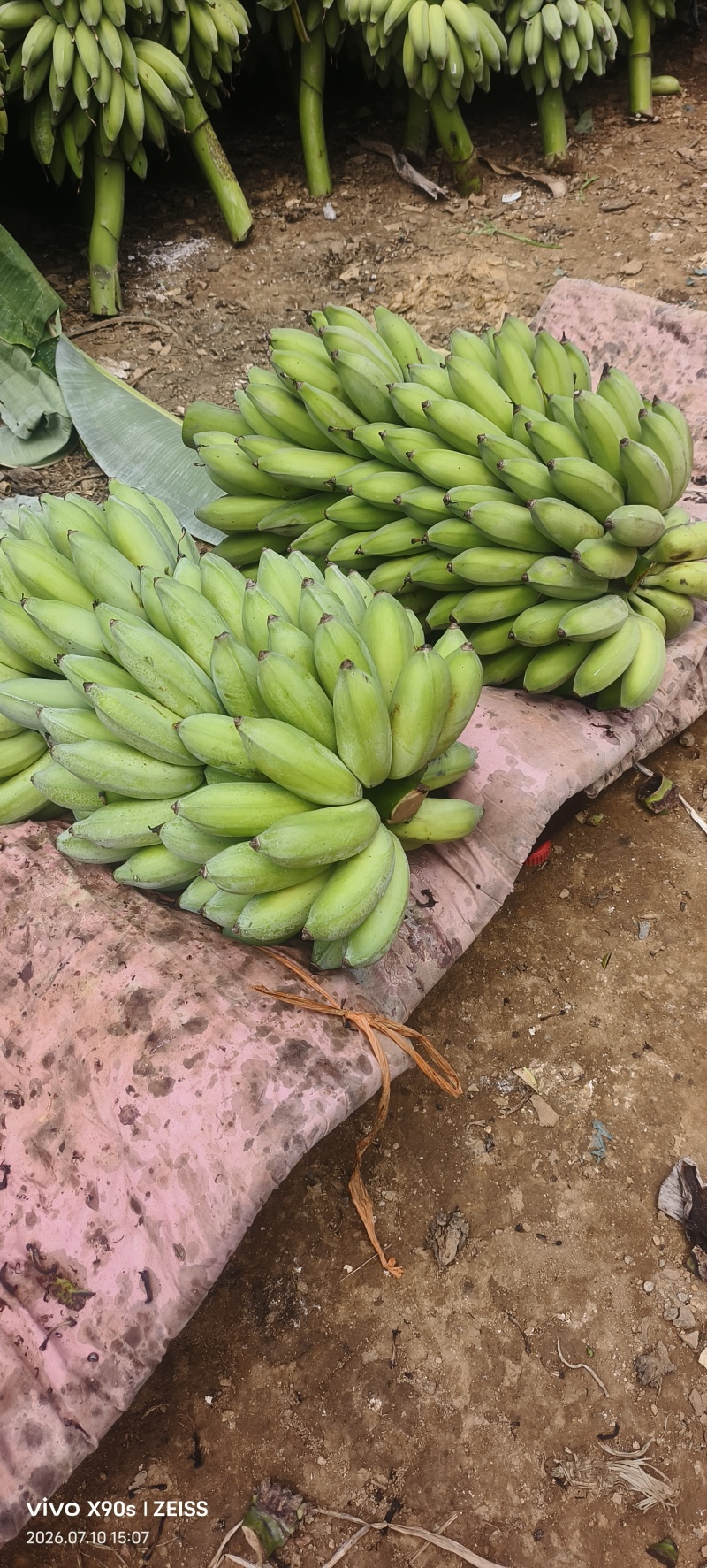 米蕉，芭蕉