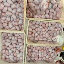 去皮羊宝