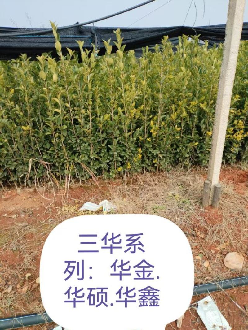 湖南攸县优质油茶苗基地直发品种齐全欢迎随时咨询