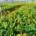 湖南攸县优质油茶苗基地直发品种齐全欢迎随时咨询