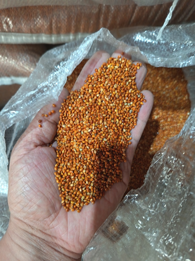 黍子黄黍子玩具枕头填充鸟粮宠物粮配料黄黍子