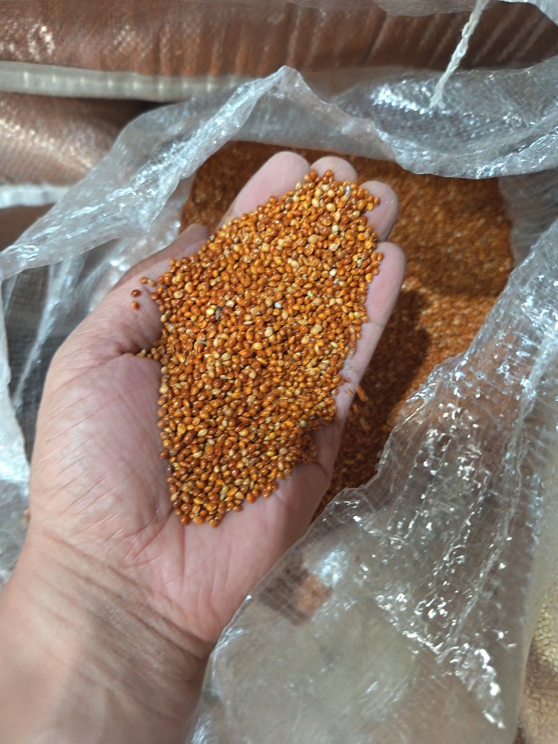 黍子黄黍子玩具枕头填充鸟粮宠物粮配料黄黍子