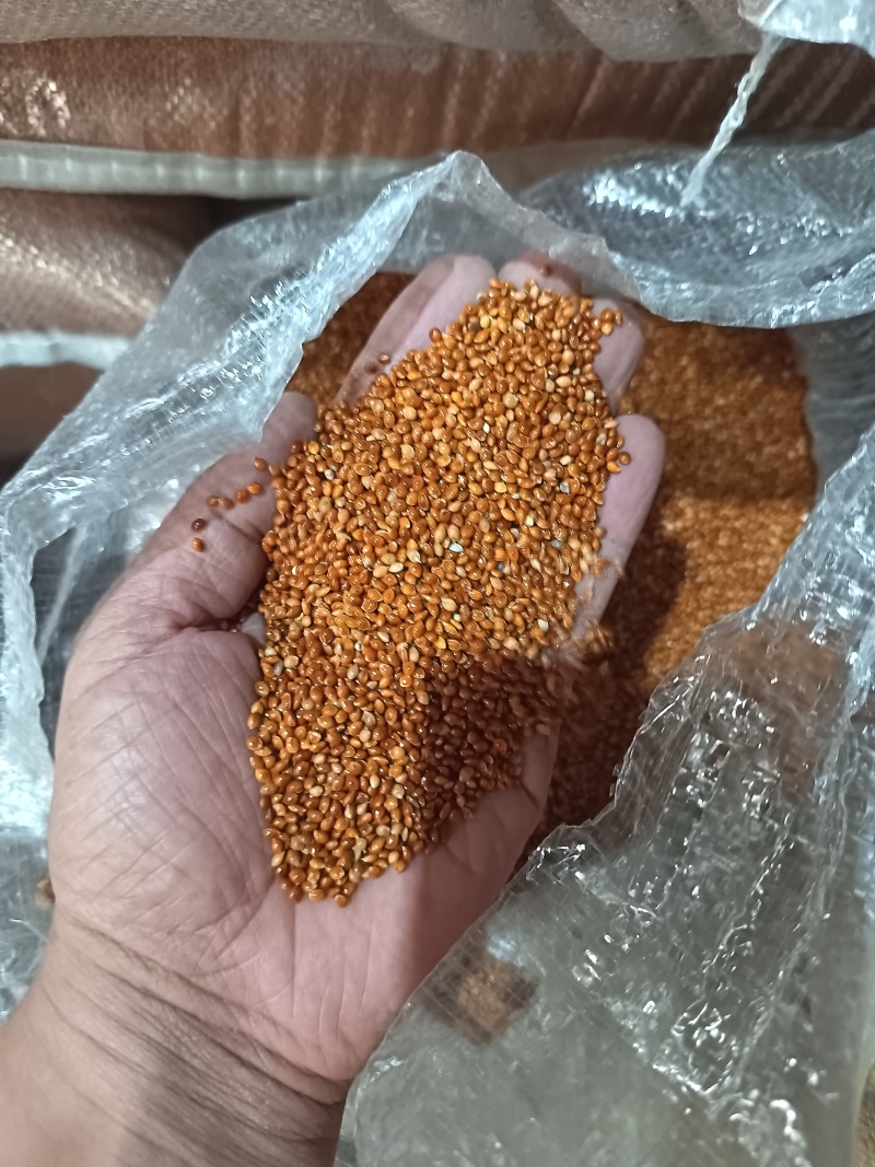 黍子黄黍子玩具枕头填充鸟粮宠物粮配料黄黍子