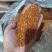 黍子黄黍子玩具枕头填充鸟粮宠物粮配料黄黍子