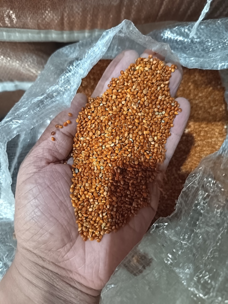 黍子黄黍子玩具枕头填充鸟粮宠物粮配料黄黍子