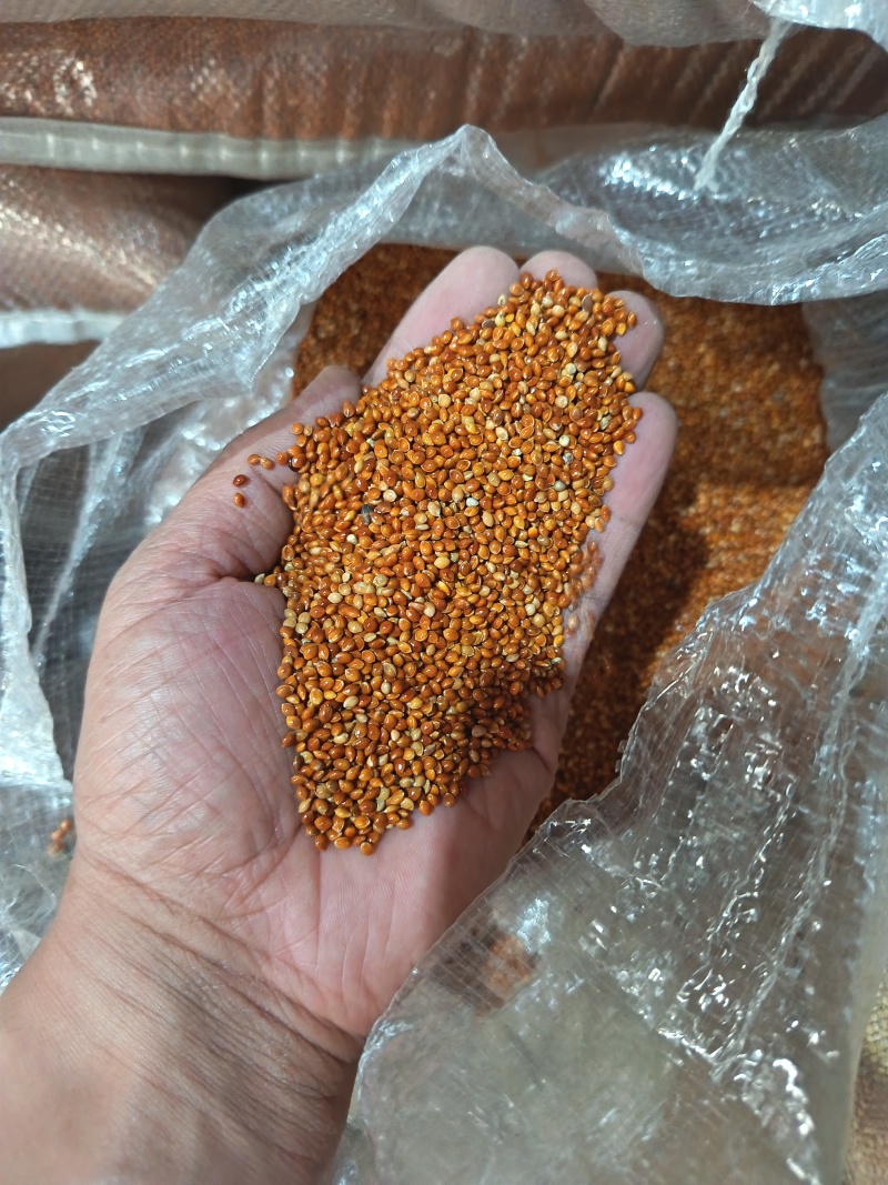 黍子黄黍子玩具枕头填充鸟粮宠物粮配料黄黍子