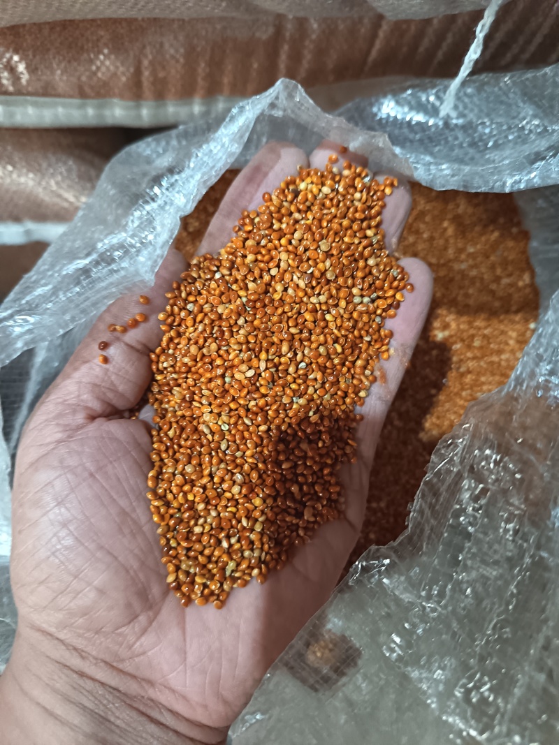 黍子黄黍子玩具枕头填充鸟粮宠物粮配料黄黍子