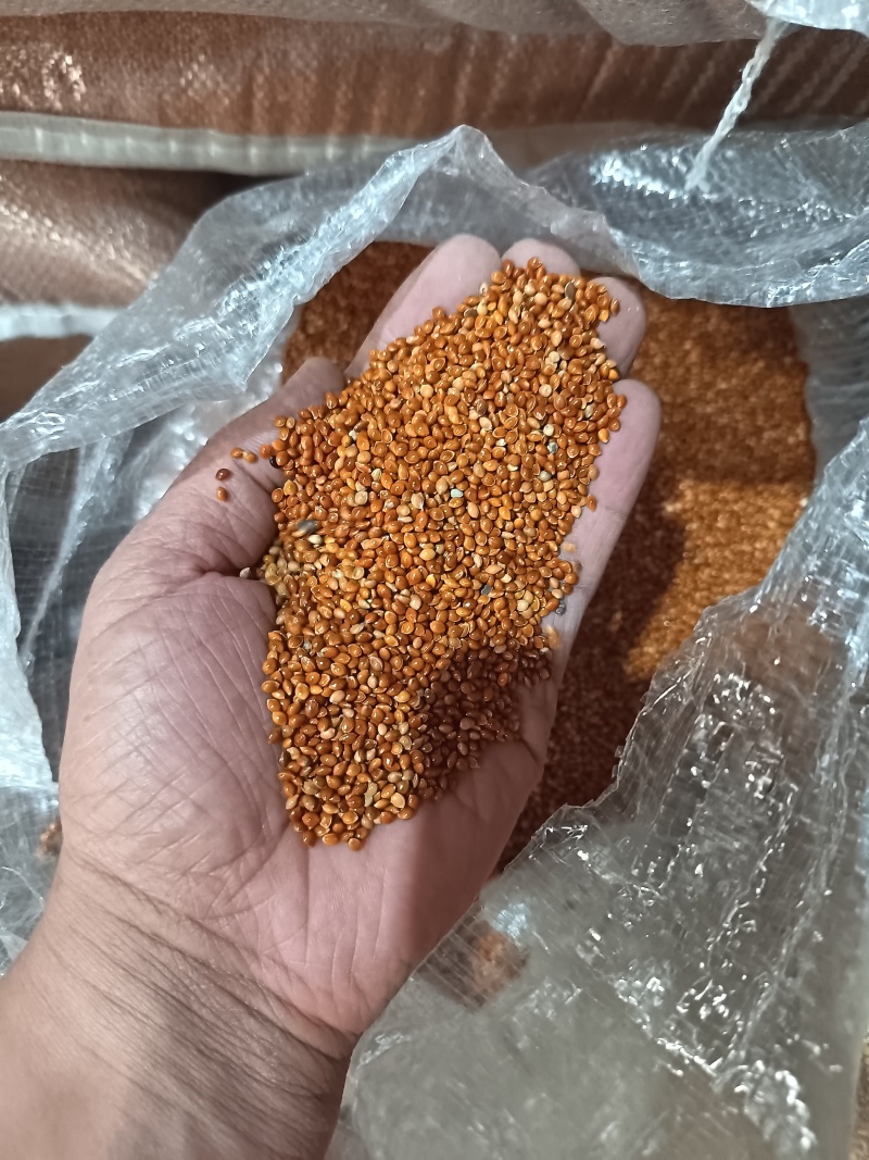黍子黄黍子玩具枕头填充鸟粮宠物粮配料黄黍子