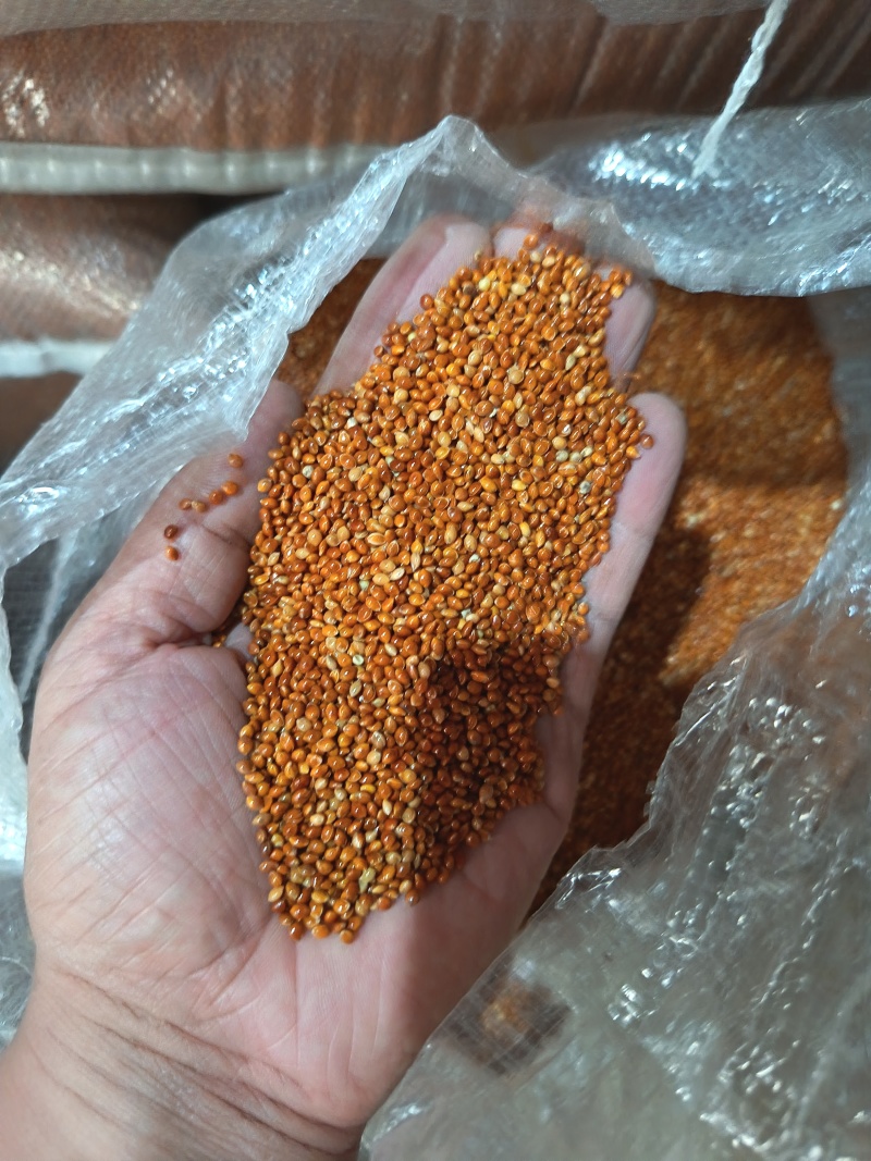 黍子黄黍子玩具枕头填充鸟粮宠物粮配料黄黍子