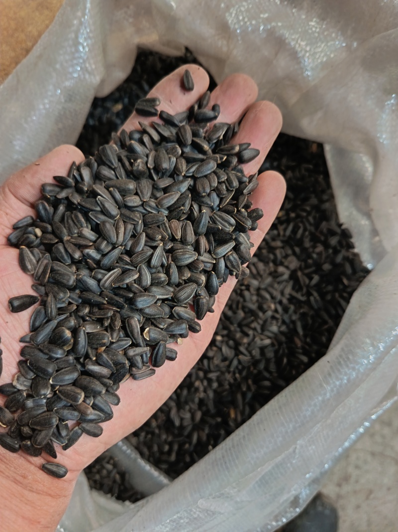 小瓜子小葵花籽，圆粒葵花籽鸟粮宠物粮黑瓜子