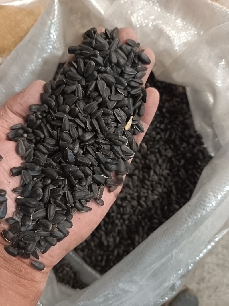 小瓜子小葵花籽，圆粒葵花籽鸟粮宠物粮黑瓜子