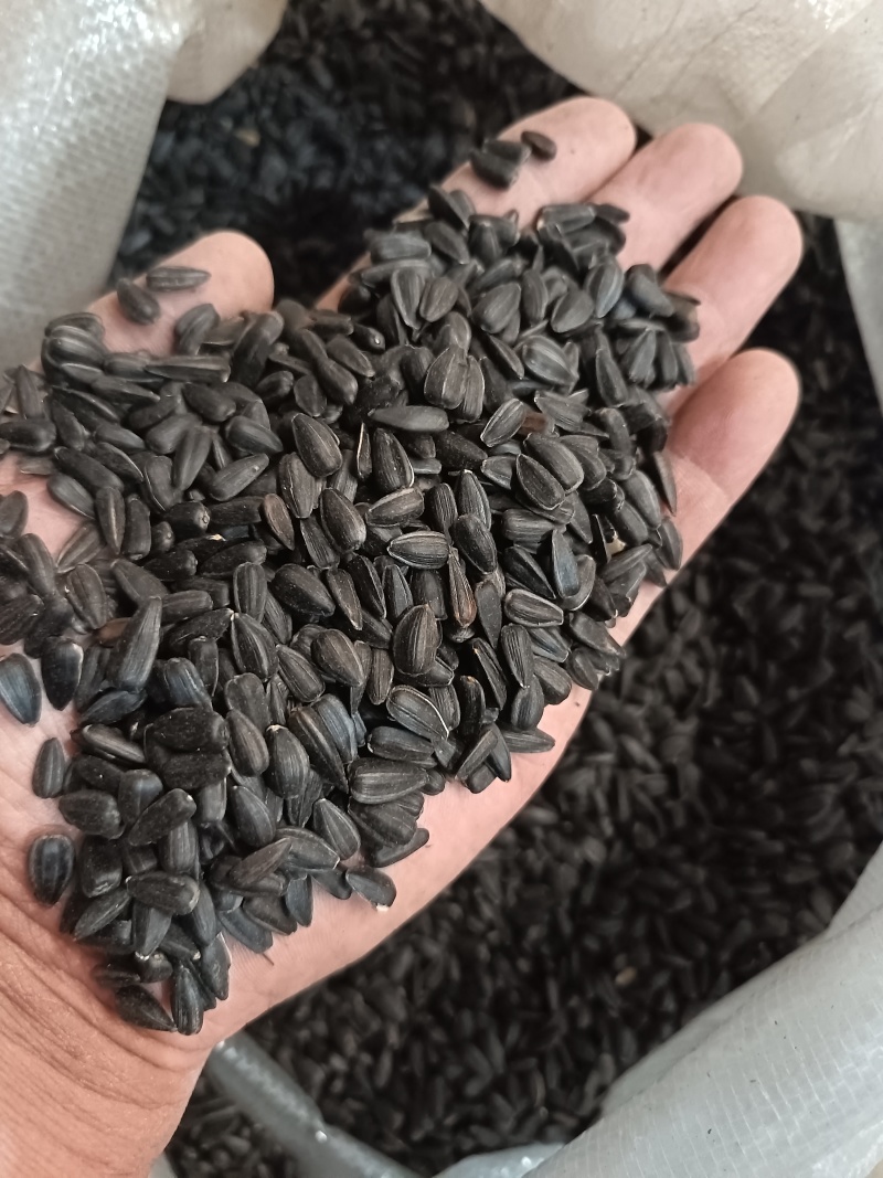 小瓜子小葵花籽，圆粒葵花籽鸟粮宠物粮黑瓜子