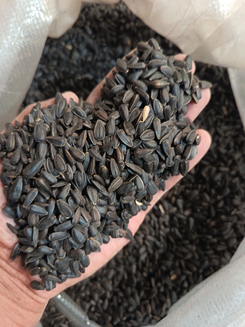 小瓜子小葵花籽，圆粒葵花籽鸟粮宠物粮黑瓜子