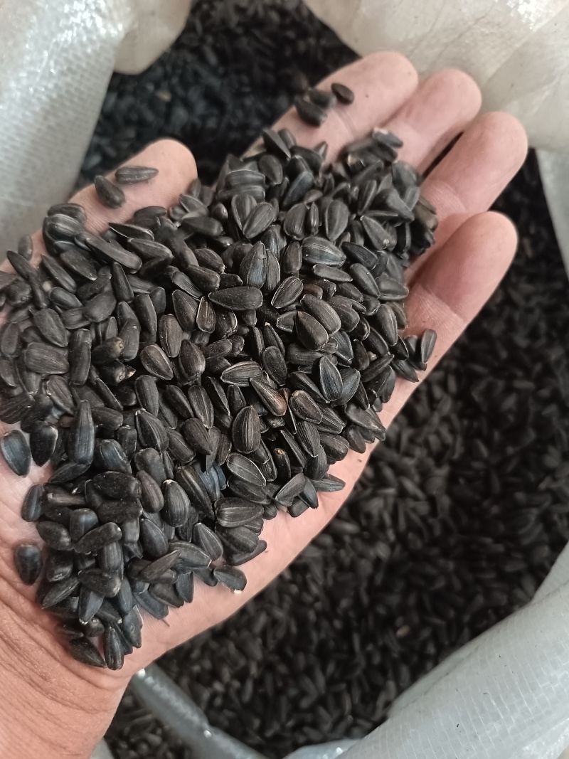 小瓜子小葵花籽，圆粒葵花籽鸟粮宠物粮黑瓜子