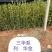 湖南攸县优质油茶苗基地直发品种齐全欢迎随时咨询