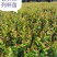 湖南攸县优质油茶苗基地直发品种齐全欢迎随时咨询