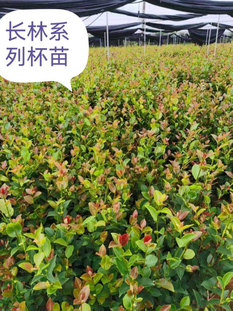 湖南攸县优质油茶苗基地直发品种齐全欢迎随时咨询