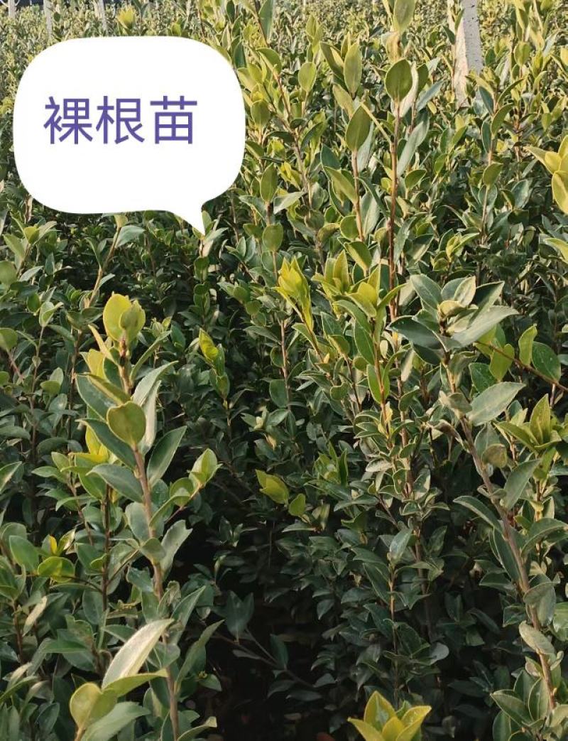 湖南攸县优质油茶苗基地直发品种齐全欢迎随时咨询