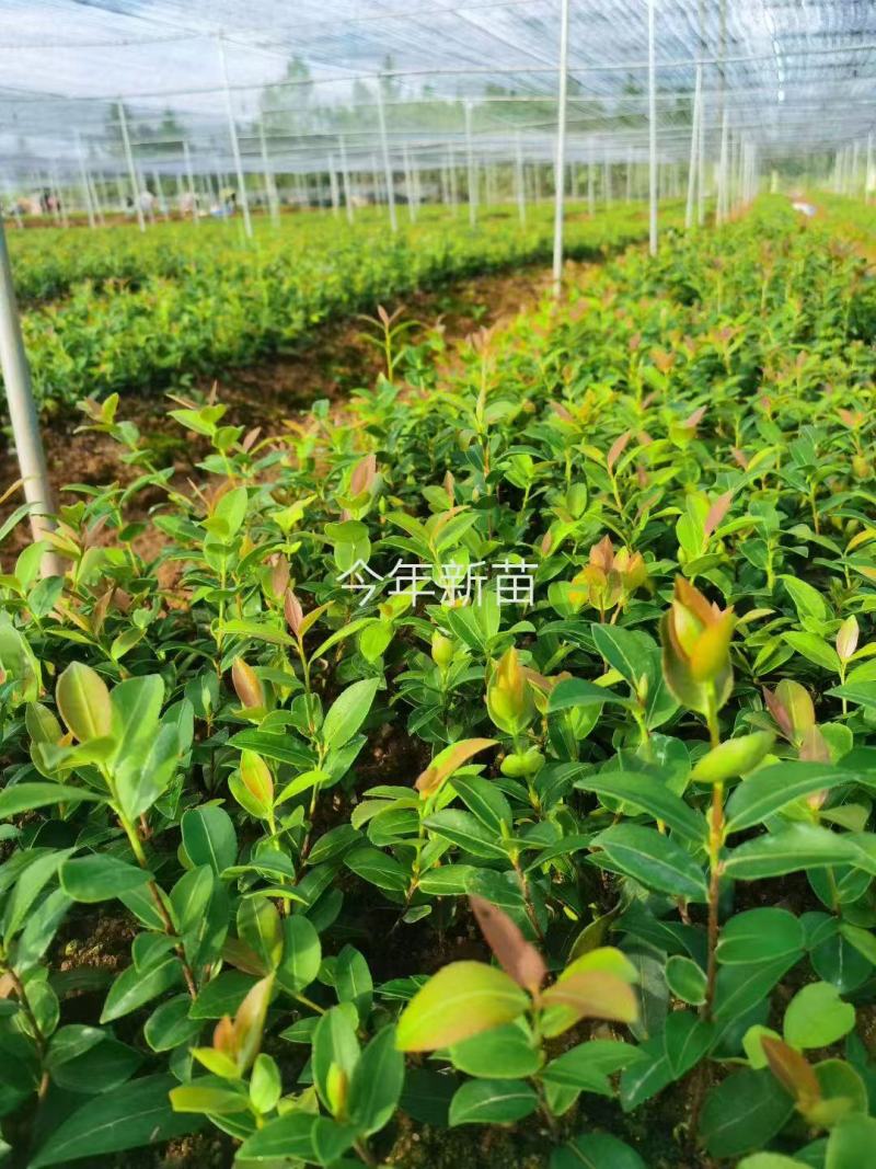 湖南攸县优质油茶苗基地直发品种齐全欢迎随时咨询