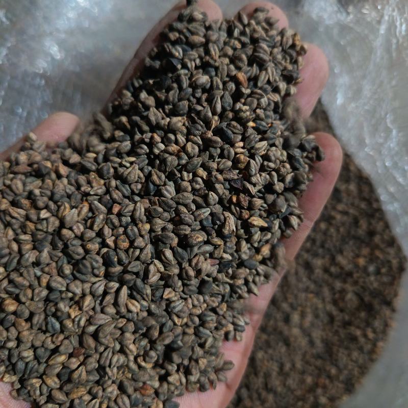 苦荞带壳黑苦荞炒茶酿酒鸟粮宠物配料苦荞