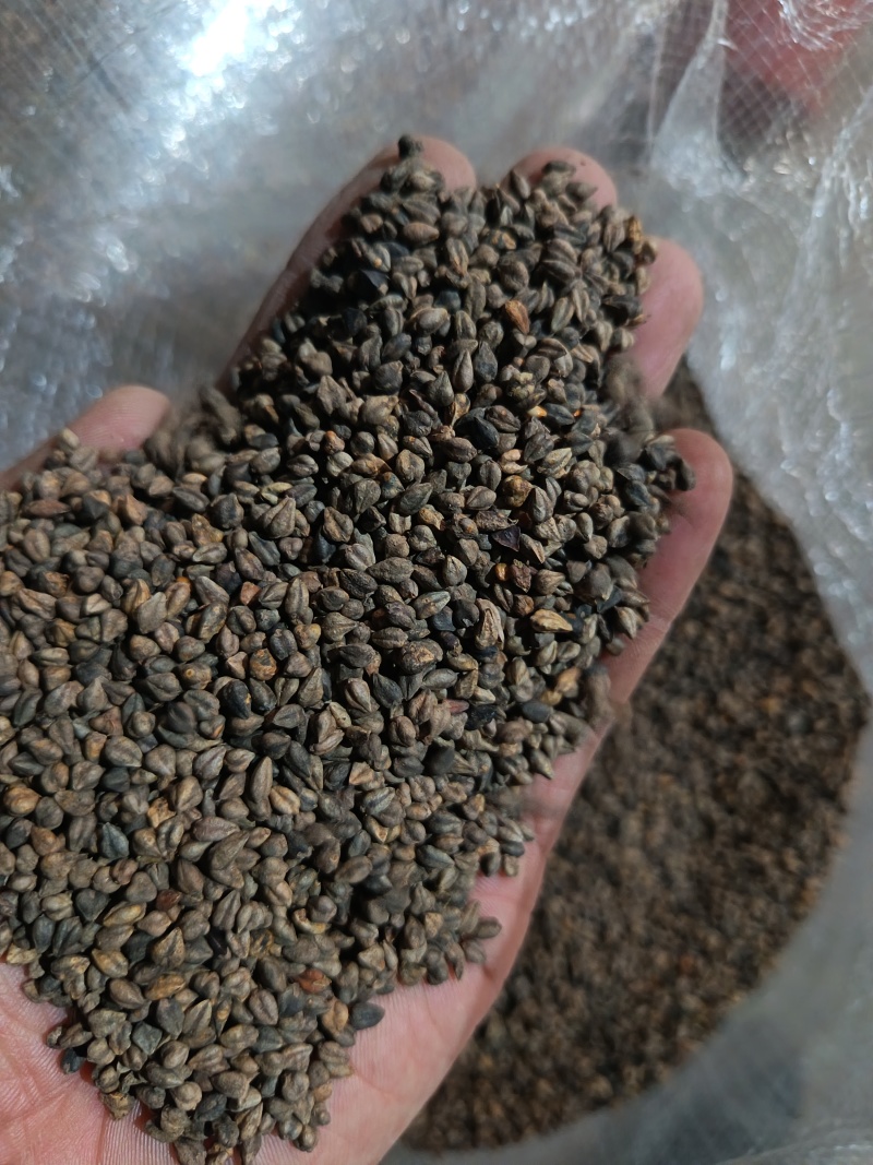 苦荞带壳黑苦荞炒茶酿酒鸟粮宠物配料苦荞