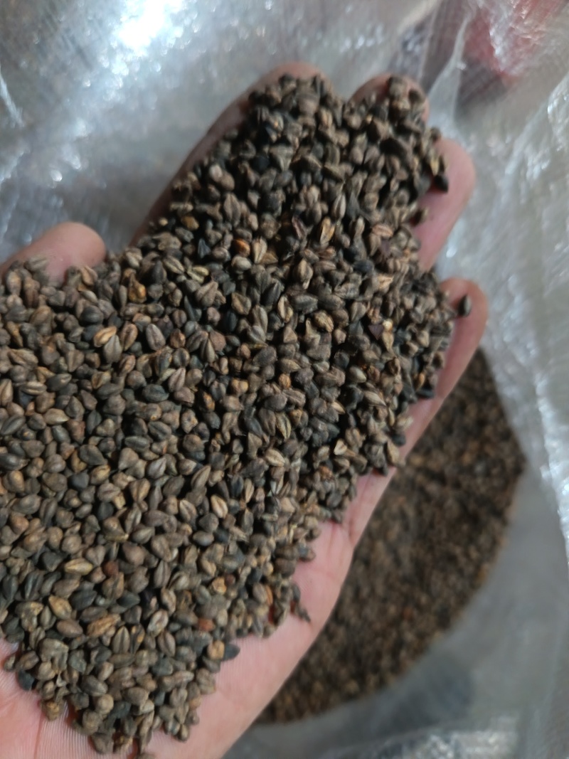 苦荞带壳黑苦荞炒茶酿酒鸟粮宠物配料苦荞