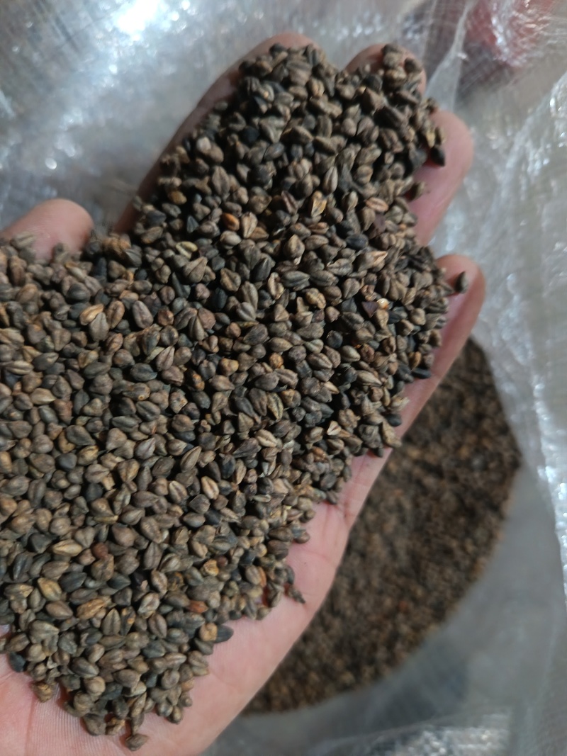 苦荞带壳黑苦荞炒茶酿酒鸟粮宠物配料苦荞