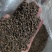 苦荞带壳黑苦荞炒茶酿酒鸟粮宠物配料苦荞