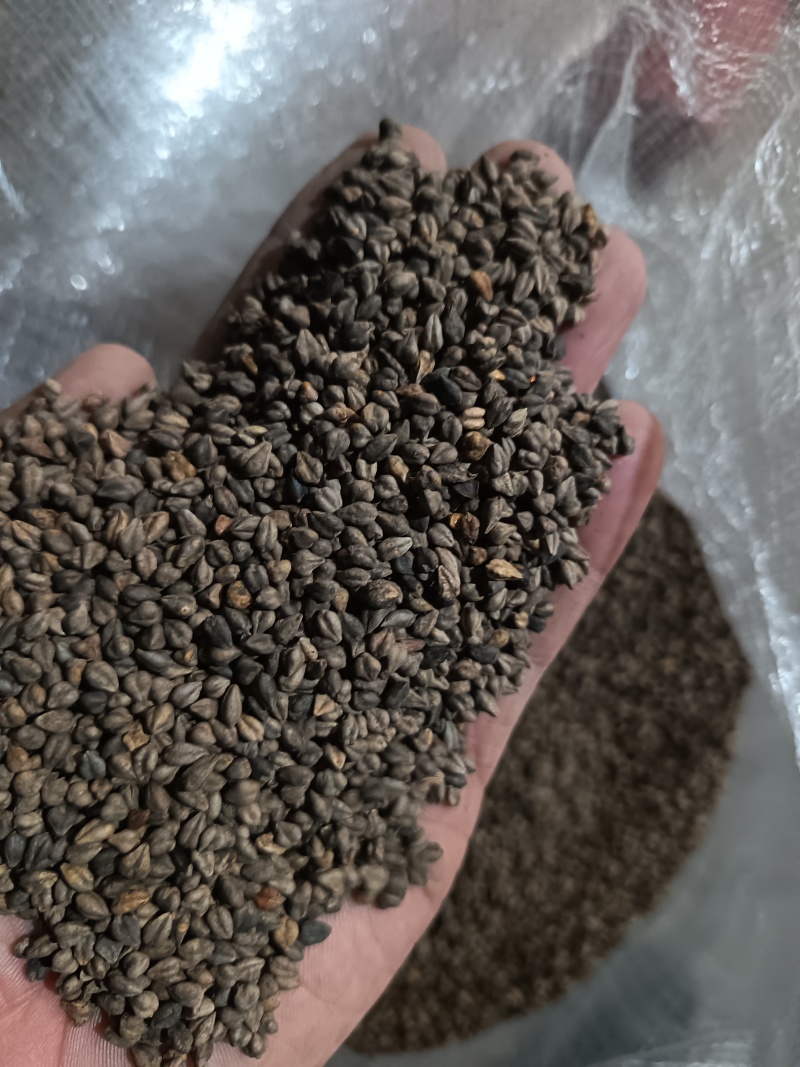 苦荞带壳黑苦荞炒茶酿酒鸟粮宠物配料苦荞