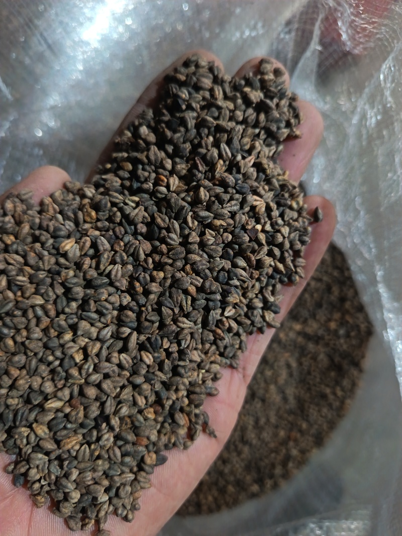 苦荞带壳黑苦荞炒茶酿酒鸟粮宠物配料苦荞