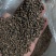 苦荞带壳黑苦荞炒茶酿酒鸟粮宠物配料苦荞