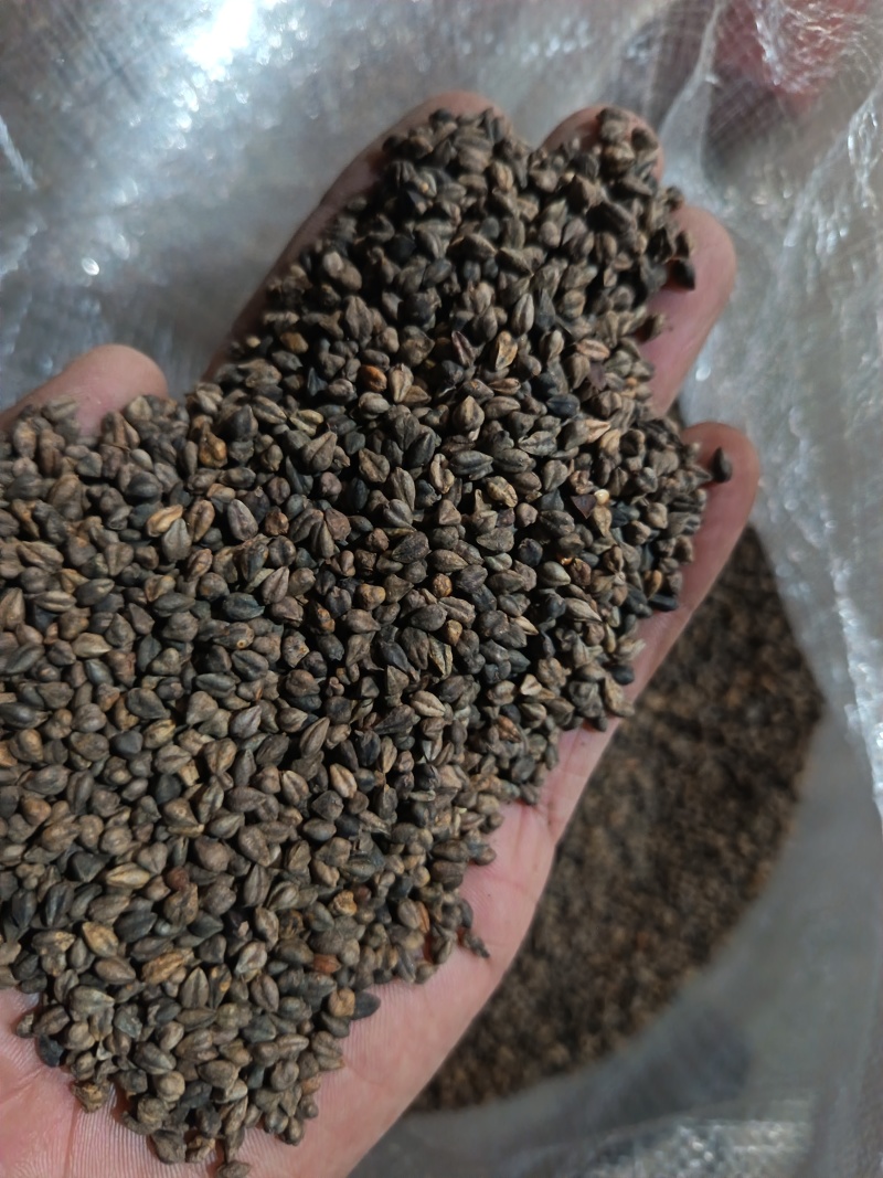苦荞带壳黑苦荞炒茶酿酒鸟粮宠物配料苦荞