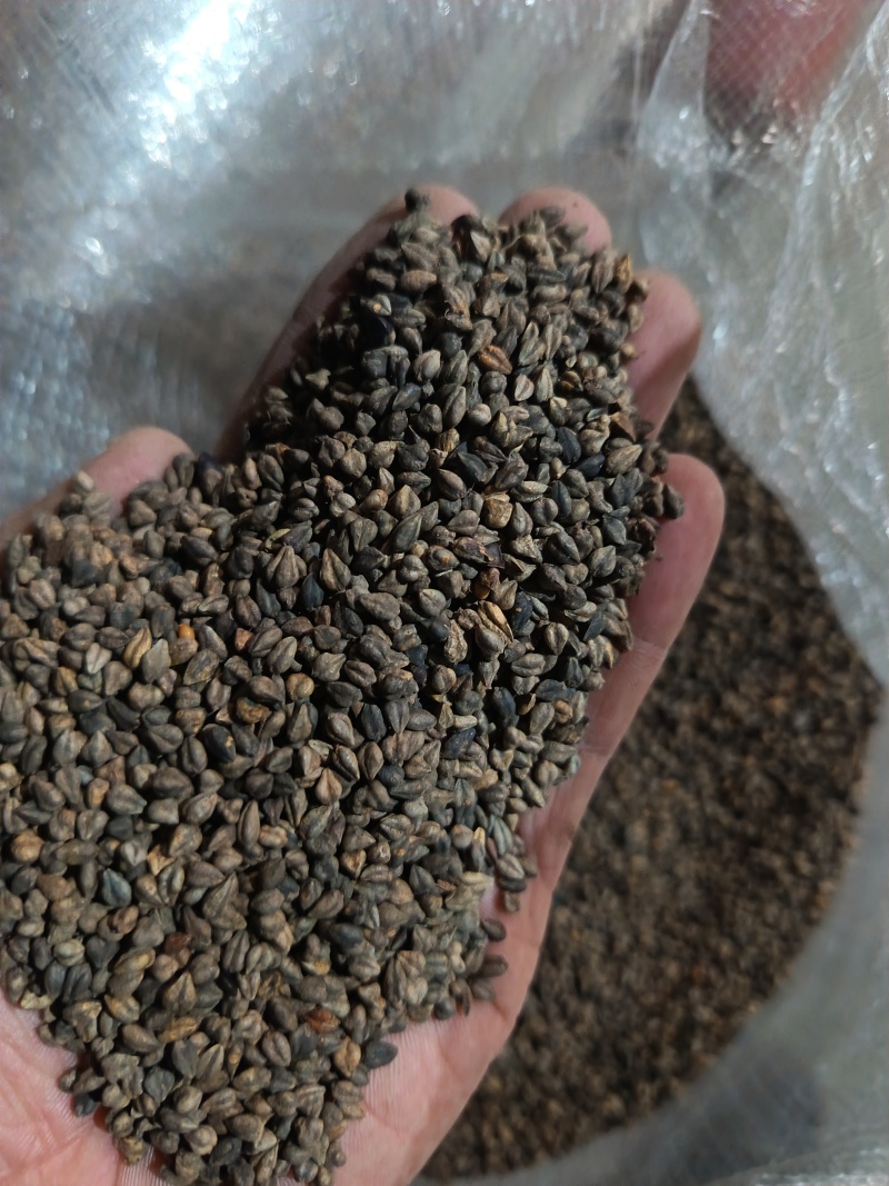 苦荞带壳黑苦荞炒茶酿酒鸟粮宠物配料苦荞