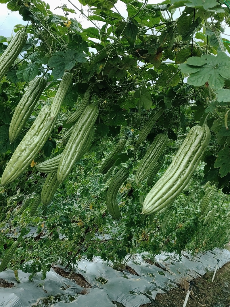 油苦瓜