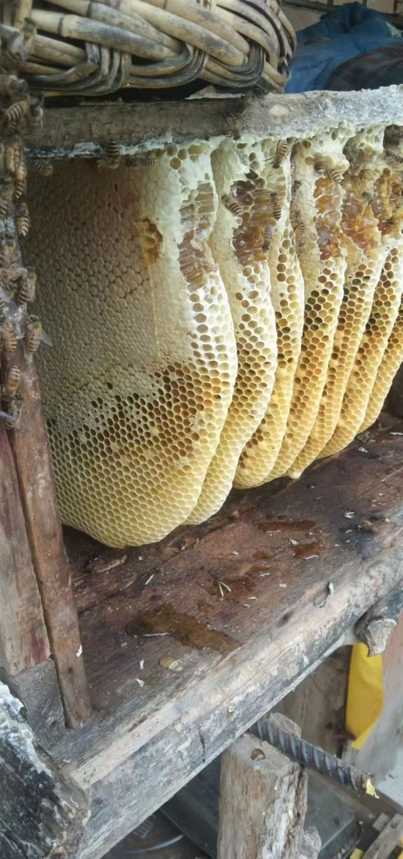 自家养殖土蜂蜜简单过滤***，