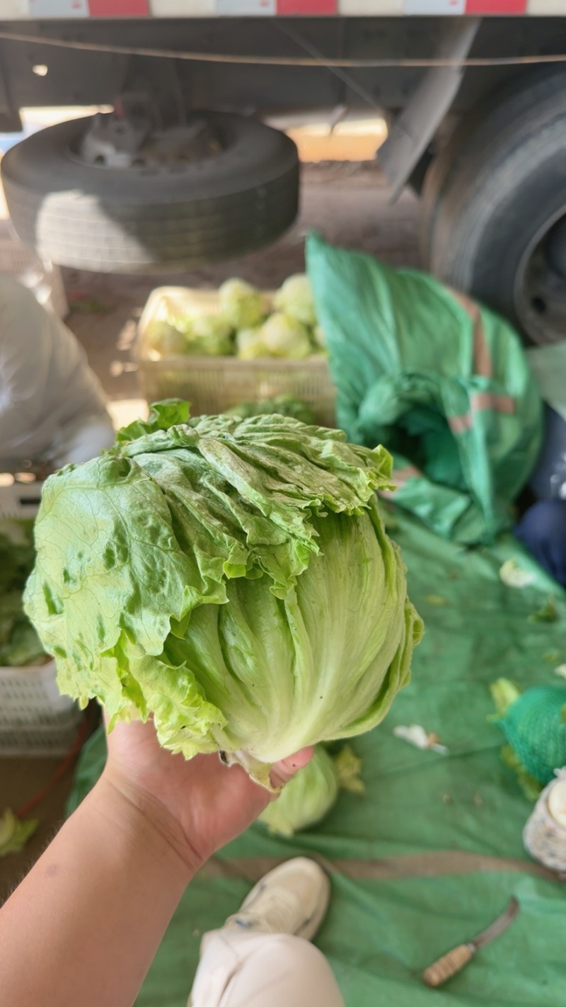 精品生菜球本地生菜球一手货源产地直发视频看货