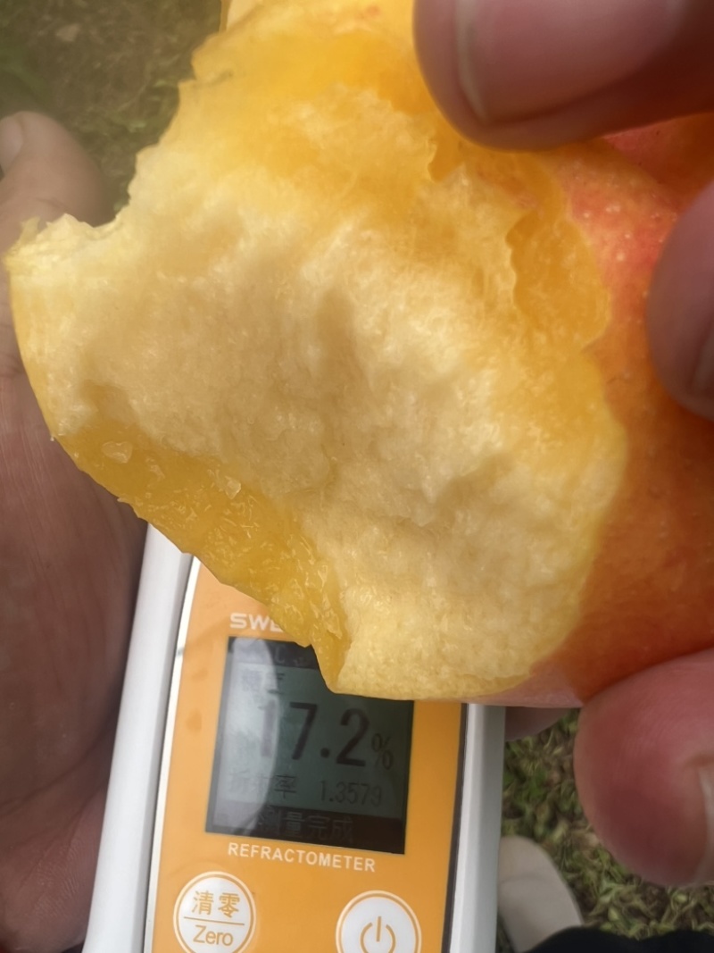 遵化山坡油蟠桃彩虹盘桃油盘九号桃子油盘七号桃子