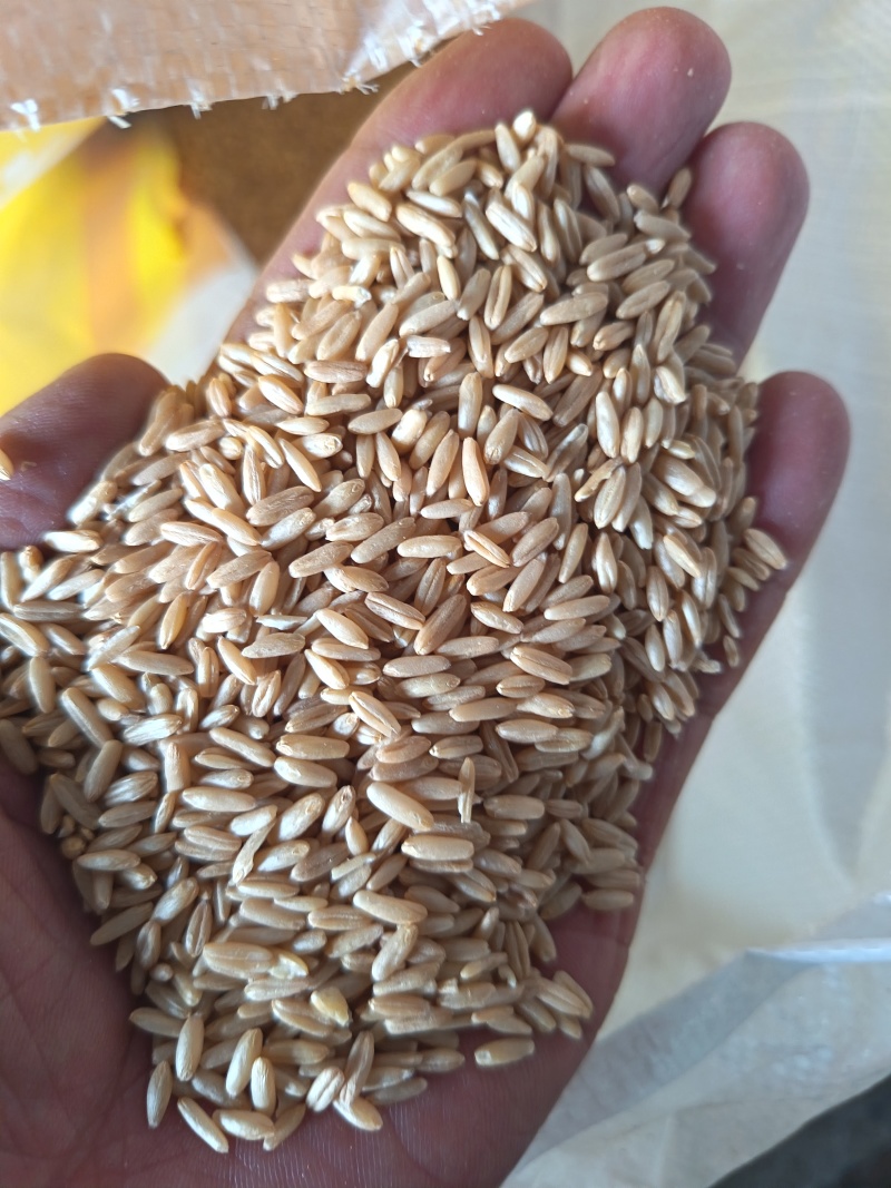 燕麦，燕麦仁鸟粮宠物粮配料脱壳燕麦仁