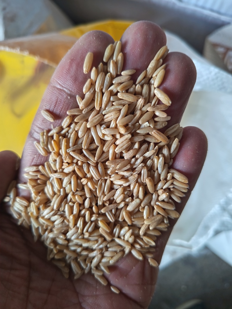 燕麦，燕麦仁鸟粮宠物粮配料脱壳燕麦仁