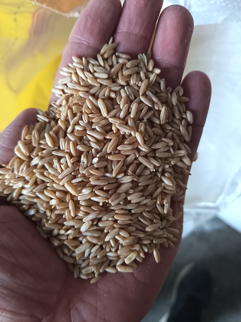 燕麦，燕麦仁鸟粮宠物粮配料脱壳燕麦仁