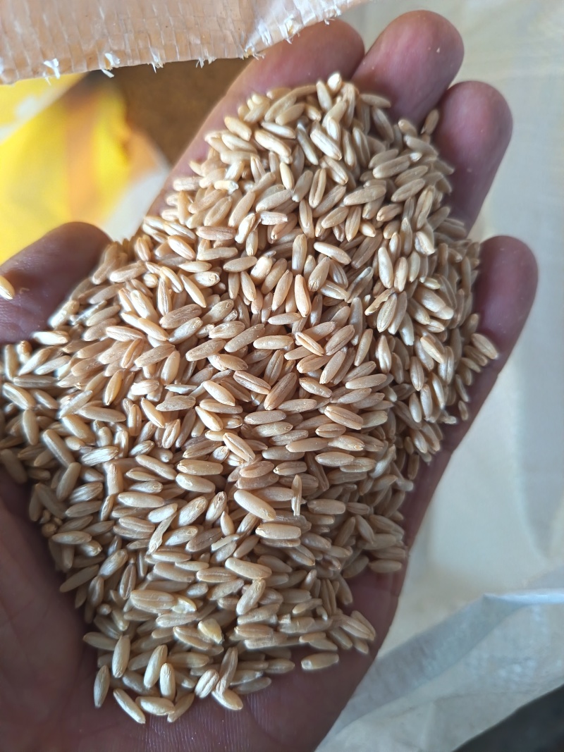 燕麦，燕麦仁鸟粮宠物粮配料脱壳燕麦仁