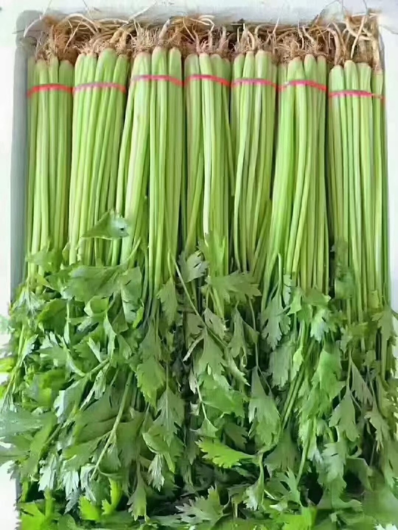 【实力】香芹，产地发货，一手货源，批发品质保证价格美丽